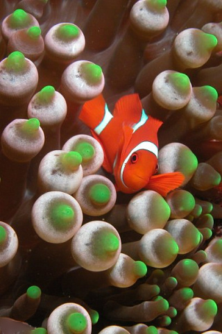 Clownfish iPhone Wallpaper