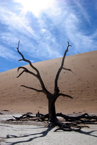 Desert Tree iPhone Wallpaper