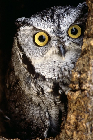 Owl(1) iPhone Wallpaper