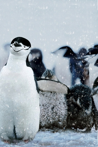 Penguins iPhone Wallpaper
