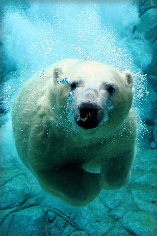 Polar Bear Swim iPhone Wallpaper