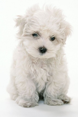 White Puppy iPhone Wallpaper