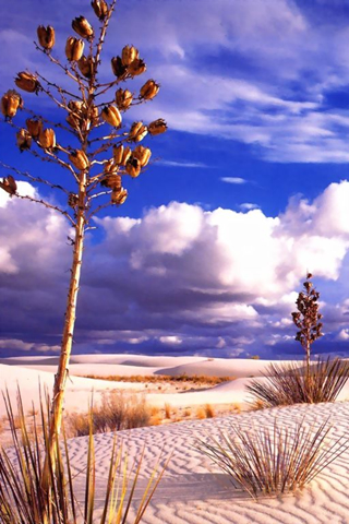 Desert(1) iPhone Wallpaper
