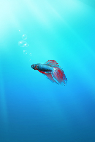 Fighting Fish iPhone Wallpaper