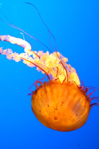 Jellyfish(1) iPhone Wallpaper