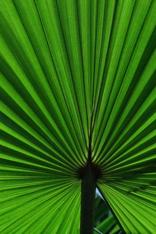 Palm Leaf iPhone Wallpaper