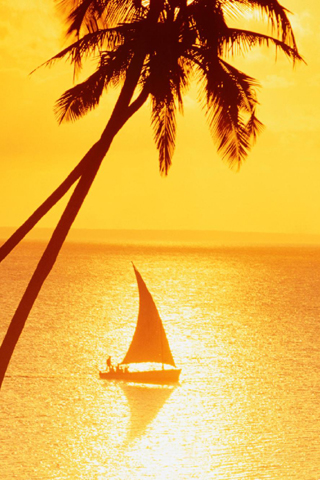 Palm Tress Sun  iPhone Wallpaper