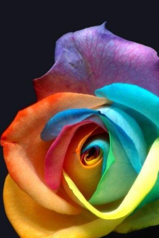 Rainbow Rose iPhone Wallpaper