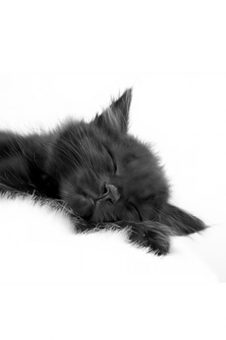 Sleepy Kitty iPhone Wallpaper