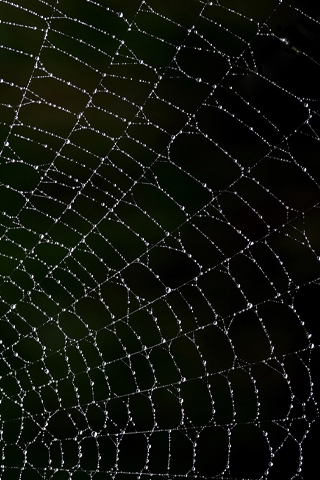 Spider Web iPhone Wallpaper