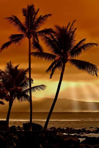 sunset_in_the_tropics.jpg