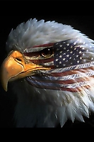 American Eagle(1) iPhone Wallpaper