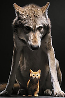 Wolf and Cat iPhone Wallpaper