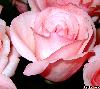 pink rose